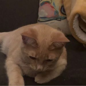 Meet your Posher, Thomas